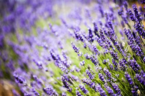 Conscious Companionship The Calm Of Lavender