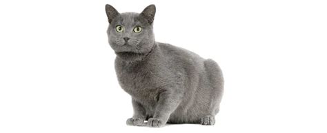 chartreux cat breed profile petfinder