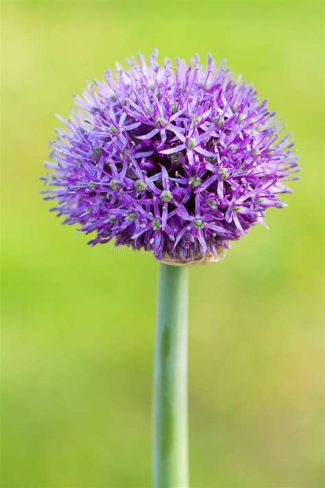 Flower Allium Giganteum Color Purple In Garden Stock Image Image Of