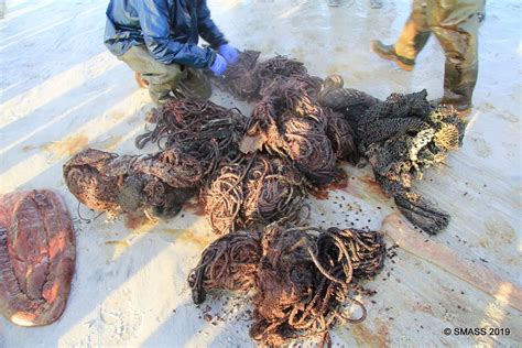 See what sperma paus (mraprialramadhan) has discovered on pinterest, the world's biggest collection of ideas. Mengerikan, Paus Sperma Mati dengan 100 kg Sampah Plastik Diperutnya : Mongabay.co.id