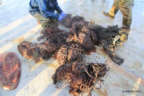 Kepala mereka menyimpan sejumlah besar zat yang disebut spermaceti, yang menjadi dasar nama mereka. Mengerikan, Paus Sperma Mati dengan 100 kg Sampah Plastik ...