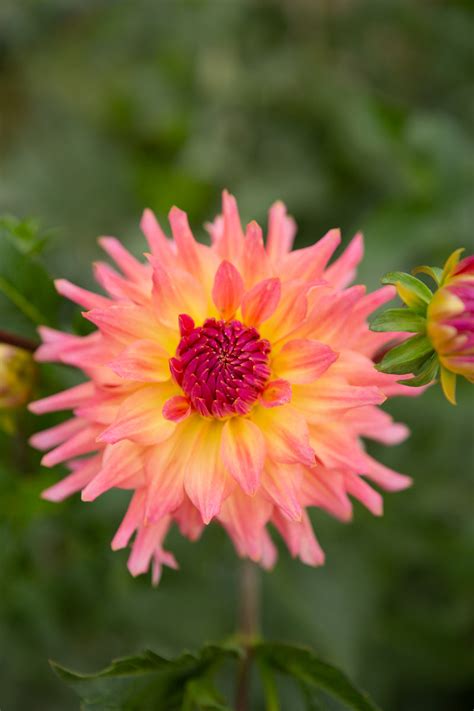 Just Peachy Columbia River Dahlias