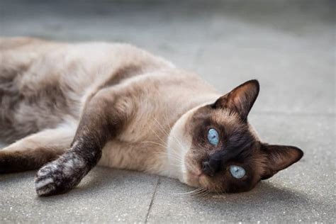 Burmese Cat Vs Siamese Cat Whats The Difference Siamese Of Day