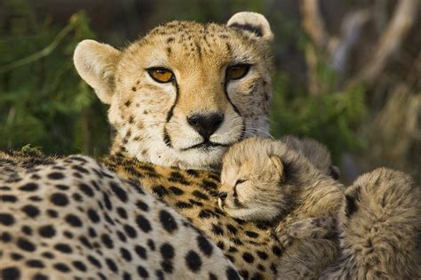 Cheetah Acinonyx Jubatus And Cub Photograph By Suzi Eszterhas