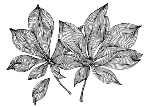 Leaf Patterm Plant Drawing Flower Drawing Flower Art Pen Art