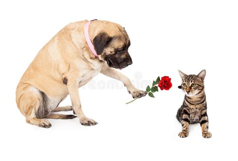 Big Dog Handing Rose To Cat Stock Photo Image Of Full
