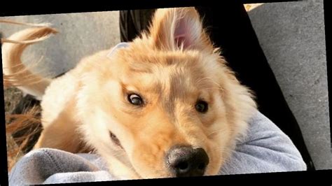 The rescue mutt was named for a marine mammal with a single tusk. 'Golden unicorn' puppy with adorable name has one ear in the middle of her head | Newcelebworld.com
