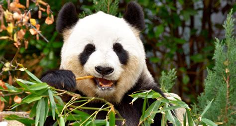 Giant Pandas May Have Only Recently Switched To Eating Mostly Bamboo