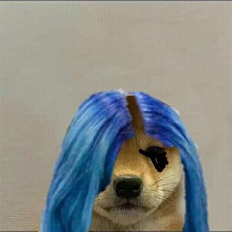 Pin By Stilly On Dog Dog Images Animal Memes Dog Memes