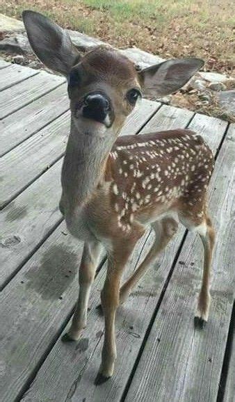 So Very Cute Dont You Think There Are Feral Deers In The Wild Nearby