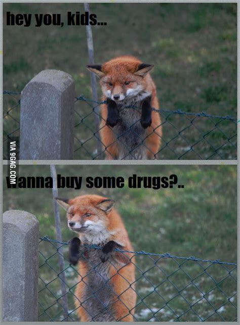 Naughty Fox 9gag