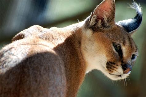 20 Things You Didnt Know About The Desert Lynx