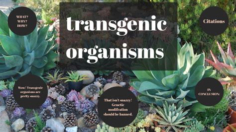 Transgenic animals generated in laboratories can be released into the ecosystem after use. A Transgenic Organism Is: - Genetic Engineering Ck 12 Foundation - Genetically modified organism ...