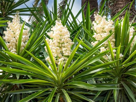 Varieties Of Yucca What Are Different Yucca Plants Used For
