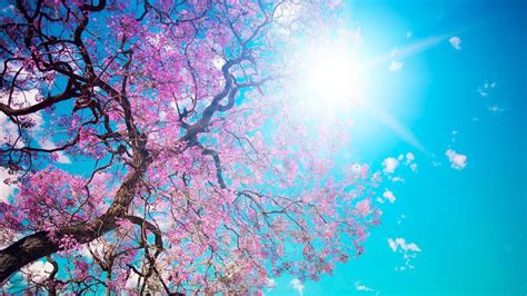 Cherry Blossom Tree Wallpapers Group 75