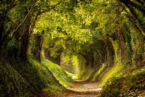 9 Terrific Tree Tunnels Around The World