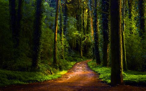 Dirt Path In Green Forest