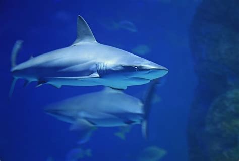 Underwater Photography Shark Gray Shark Underwater Fish Sea Ocean