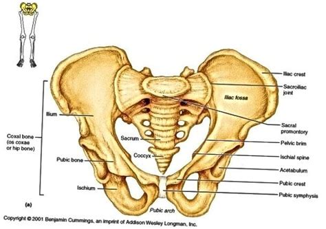 Anatomi Tulang Panggul Hot Sex Picture
