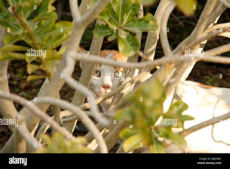 Domestic Cat Hunting In The Garden Stock Photo Alamy
