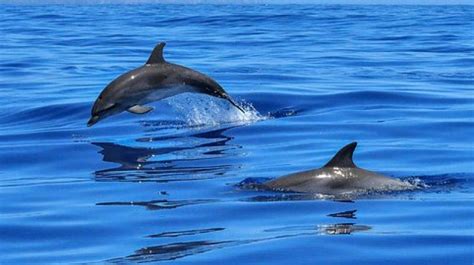 Male Dolphins Present Ts Put On Displays To Attract Females Study
