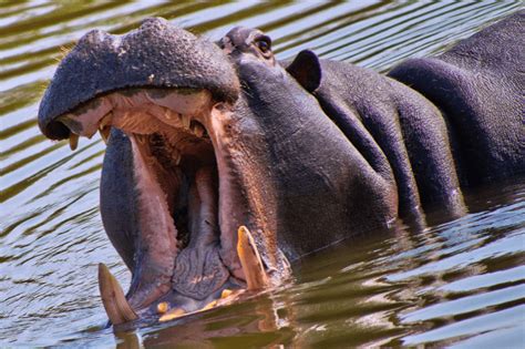 What Do Hippos Eat An Up Close Look At Their Diet