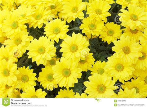 A Beautiful Yellow Flower Macro Picture Stock Image