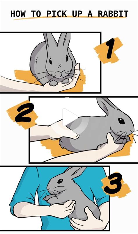 How To Handle A Rabbit An Illustrated Guide Pet Rabbit Care Cute