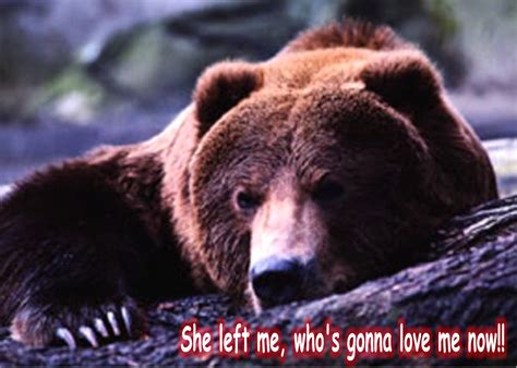 Bear Funny Animal Humor Photo 19936999 Fanpop