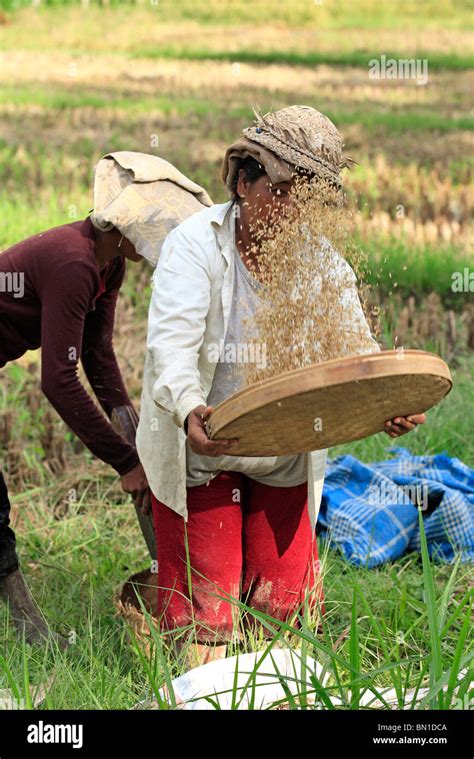 Women Working In The Fields During Rice Harvest Near Ubud Bali To Separate The Grains From