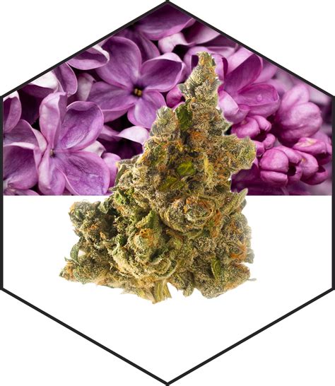 Find The Best Hybrid Weed Strains Natural Selections Canna