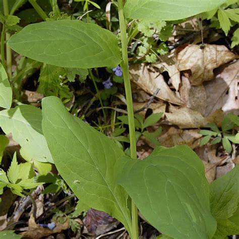 Virginia Bluebells Plant It Wild Native Michigan Plants