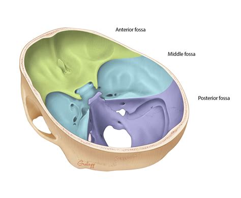 Overview Of Temporal Bone Oto Surgery Atlas