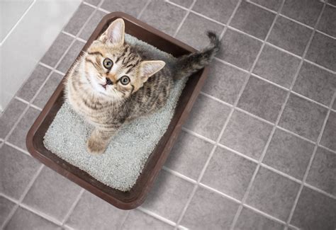 Is Toilet Training Right For Your Cat 10 Factors To Consider — Space