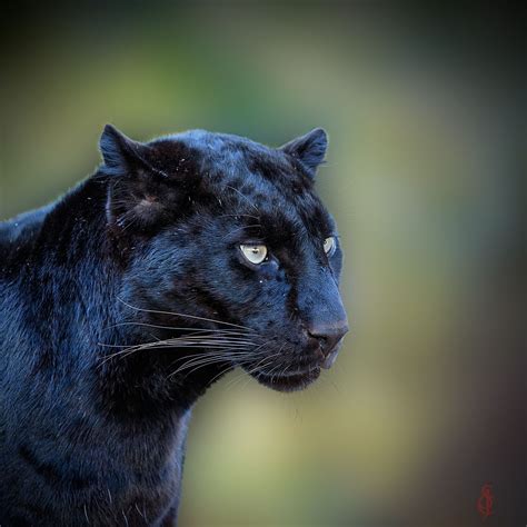 Black Panther Panthera Pardus Panthera Pardus Panther Panthera