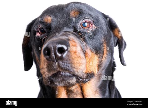 Red Swollen Inflamed Dogs Eyes During An Infection Stock Photo Alamy