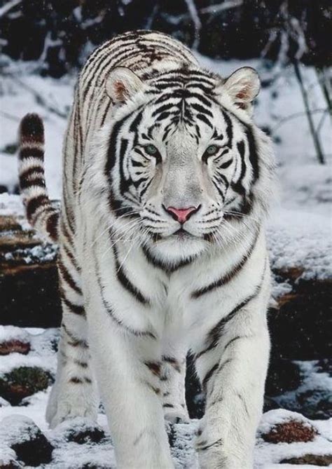 Le Tigre Blanc Blanc Le Tigre Majestic Animals Animals