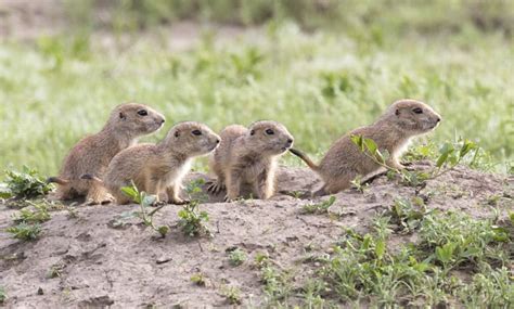 The Best Time To Visit Roberts Prairie Dog Town In The Badlands 2023