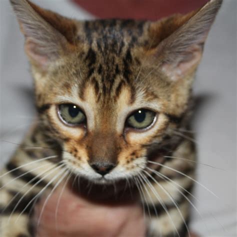 our kittens bengal cat breeder bengal kittens to adopt in auckland — pride of eire bengals
