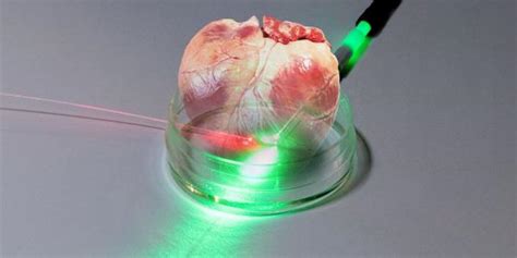 Lasers Shine A Light On Human Tissue Regeneration Afcea International