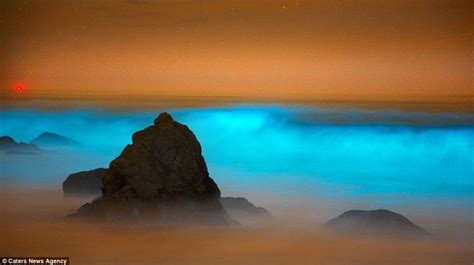 Bioluminescence In The Ocean 11 Pictures Memolition