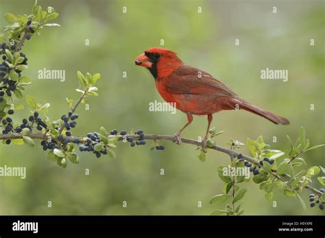 Northern Cardinal Cardinalis Cardinalis Adult Male Eating Elbow Bush