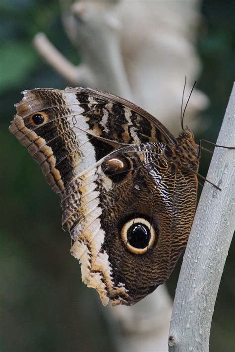 Owl Butterfly With Big Eyespots On Its Wings Which Look L Flickr