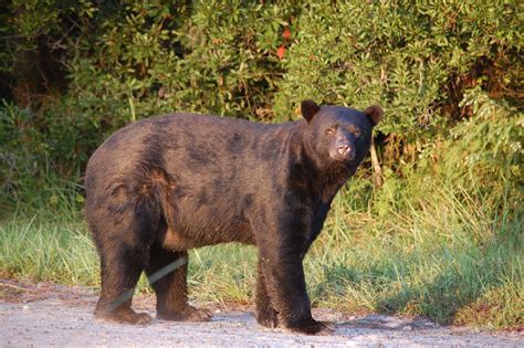 American Black Bear American Black Bears Are Abundant On A Flickr