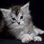 Maine Coon Kittens For Sale  Beautiful Big And Healthy Babies