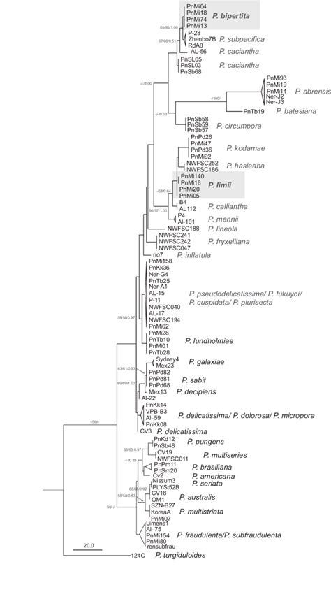 Phylogenetic Tree Inferred From Maximum Parsimony Mp Based On Lsu