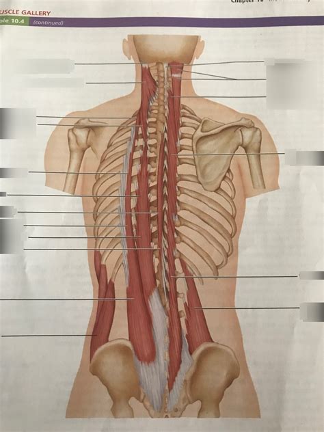 Deep Muscles Of The Back Diagram Quizlet