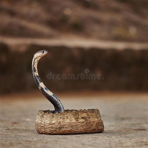 Cobra Venenosa De Serpiente Con Espectáculo Indio Con Su Capilla Naja