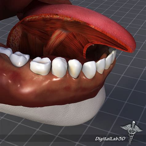 Human Tongue Anatomy 3d Model Max Obj 3ds Fbx C4d Lwo Lw