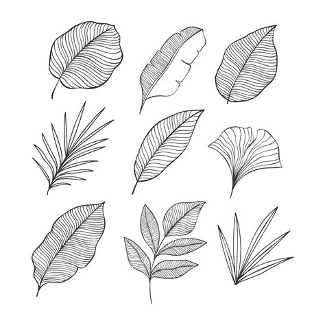 Set Of Hand Drawn Tropical Leaves Element Vector Illustration Isolated